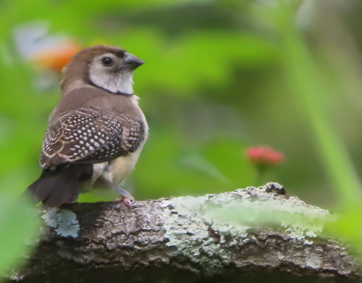 Double-barred Finch - Paul Dobbie