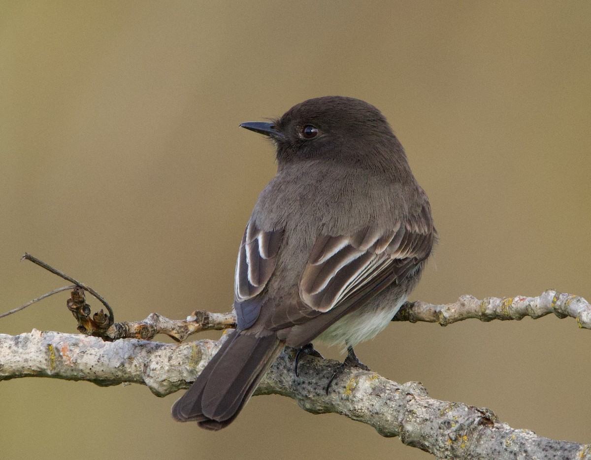 Black Phoebe - ML616620531