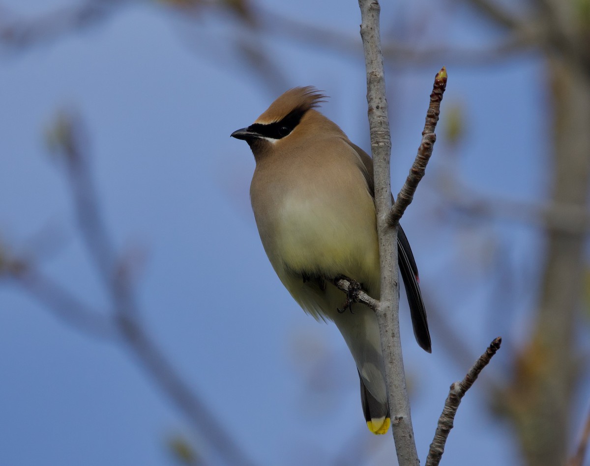 Cedar Waxwing - ML616620535