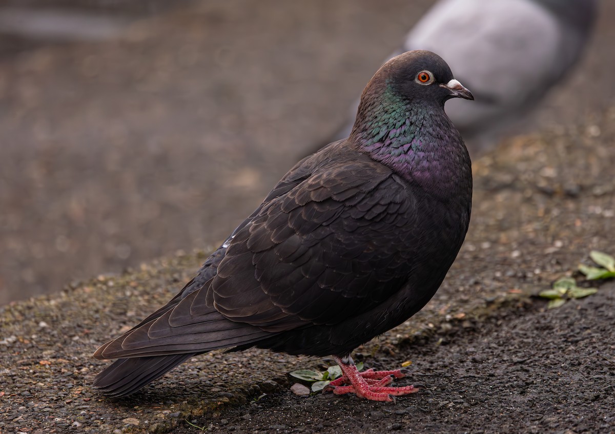 Pigeon biset (forme domestique) - ML616620553