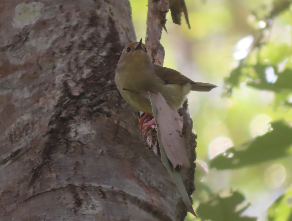 Large-billed Scrubwren - Paul Dobbie