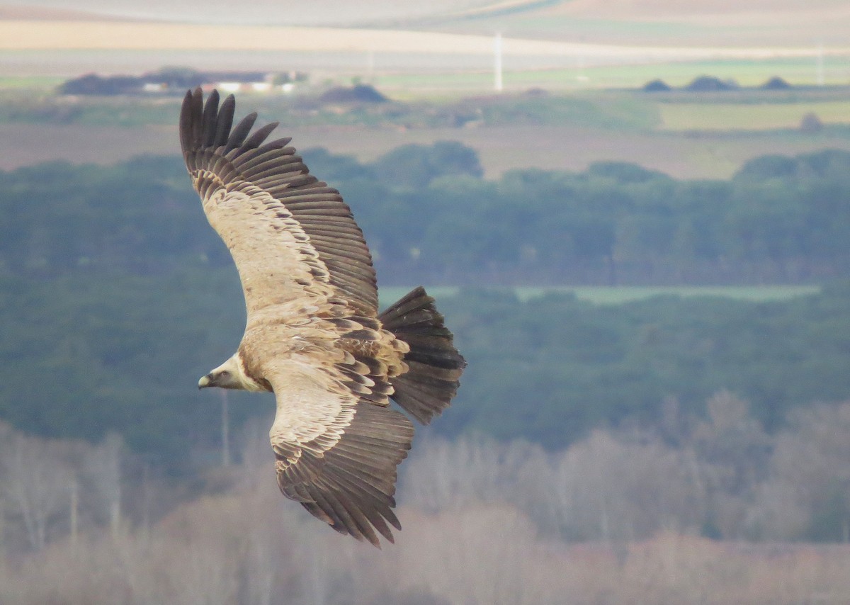 Eurasian Griffon - ML616620584