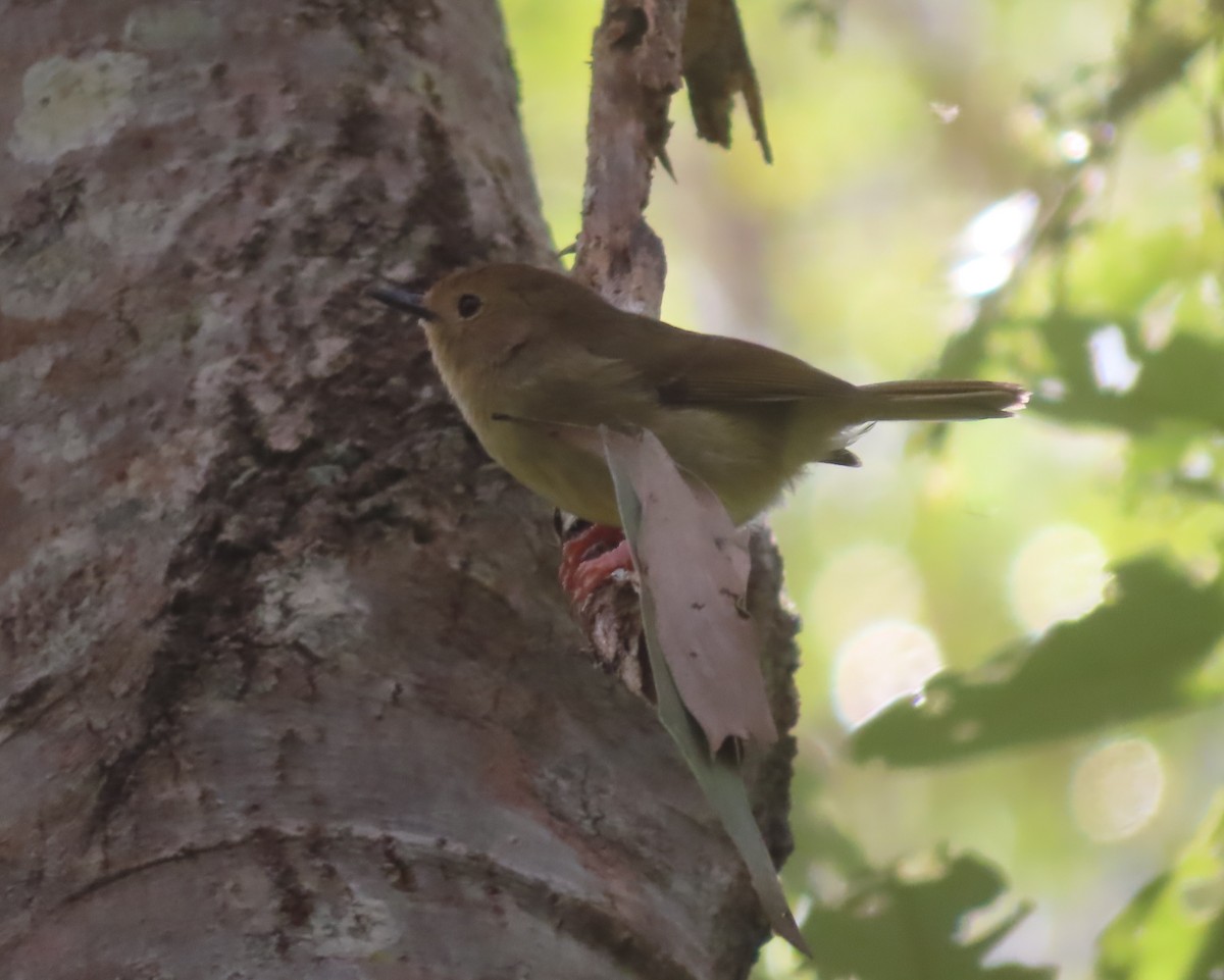 Large-billed Scrubwren - Paul Dobbie