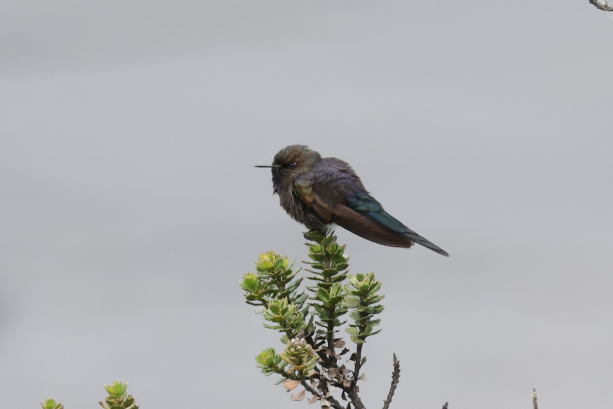 kolibřík modropláštíkový - ML616620612