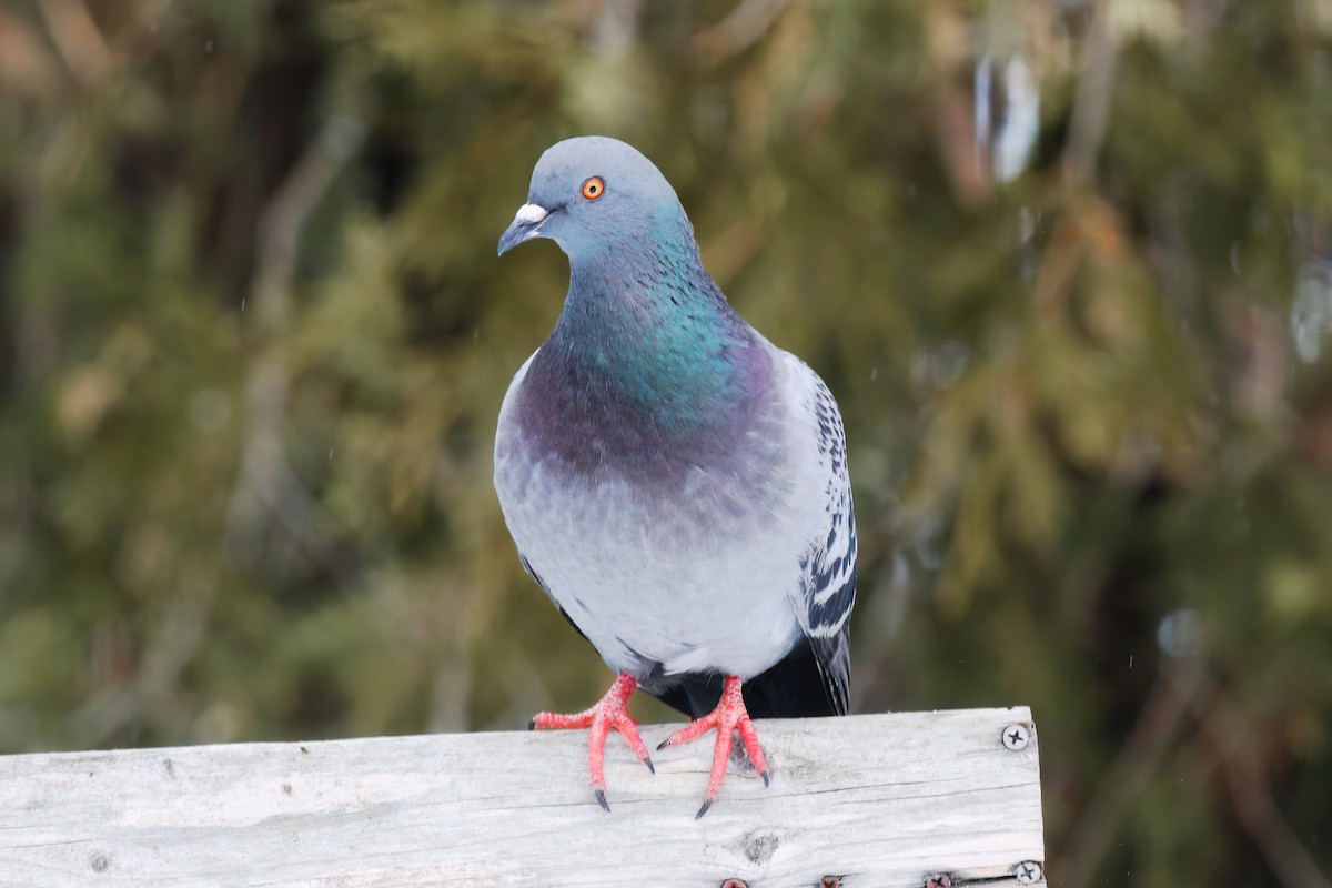 Rock Pigeon (Feral Pigeon) - ML616620706