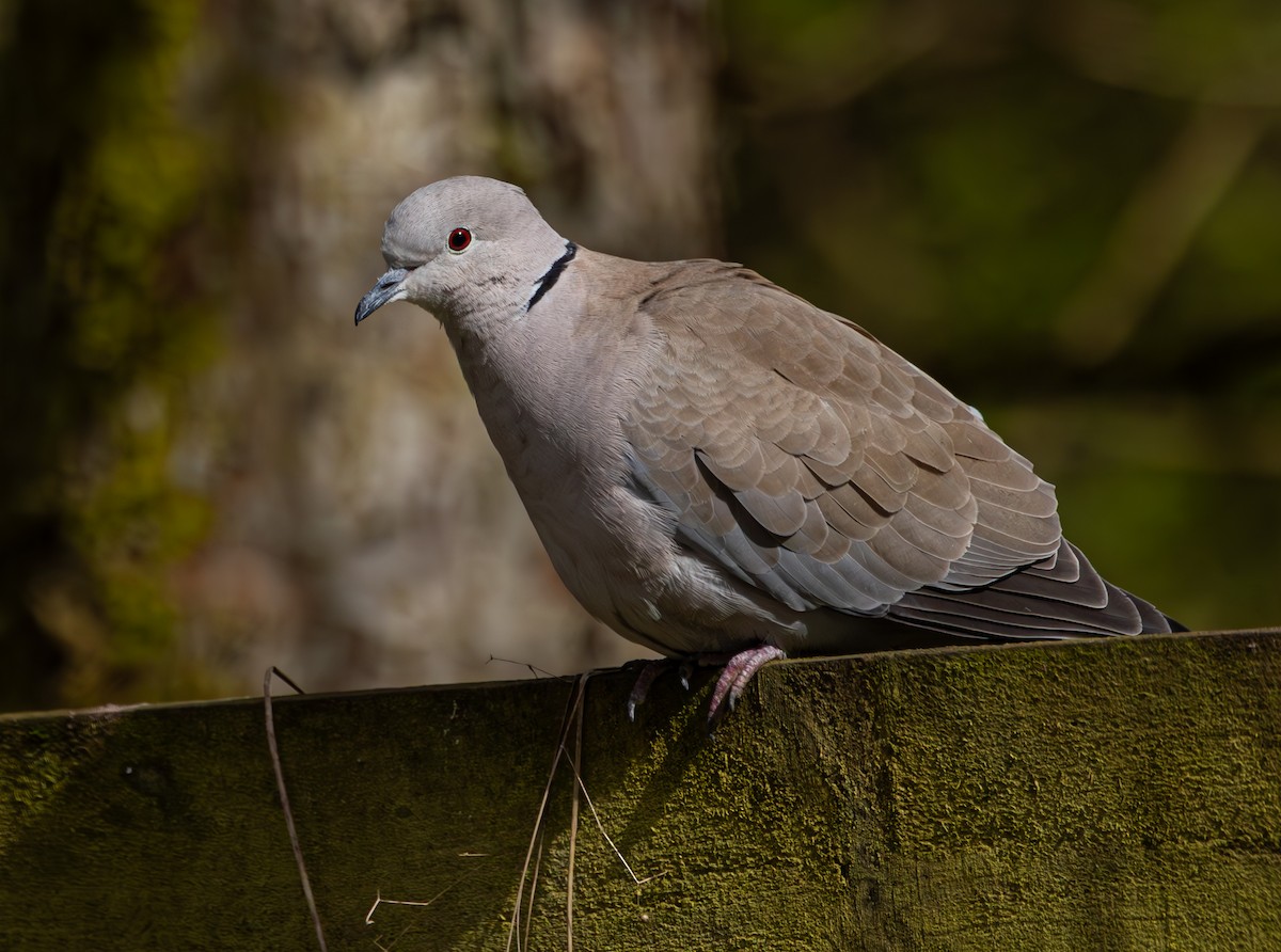 Eurasian Collared-Dove - ML616620768