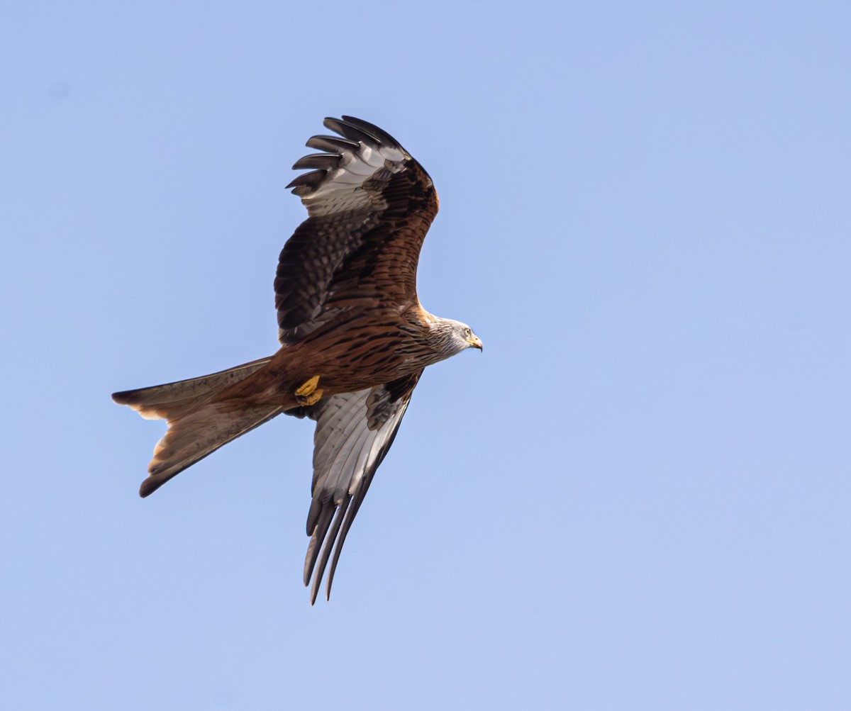 Red Kite - ML616620775