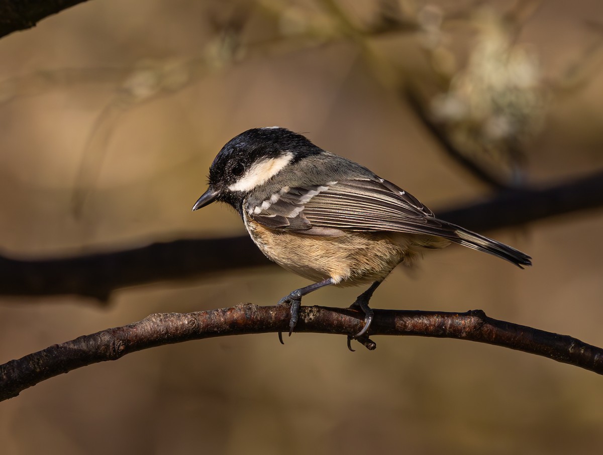 Coal Tit - ML616620787