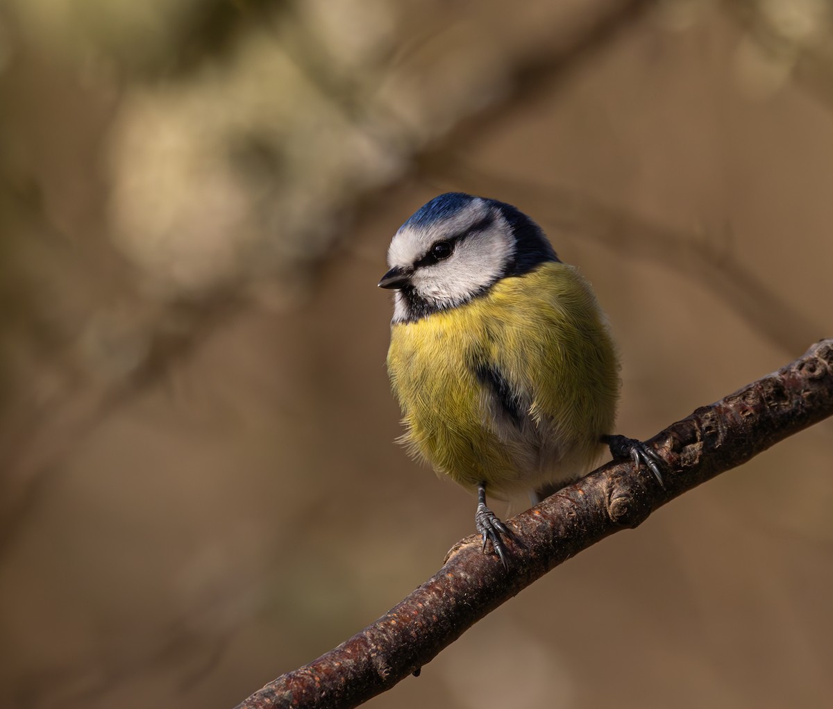 Eurasian Blue Tit - ML616620794