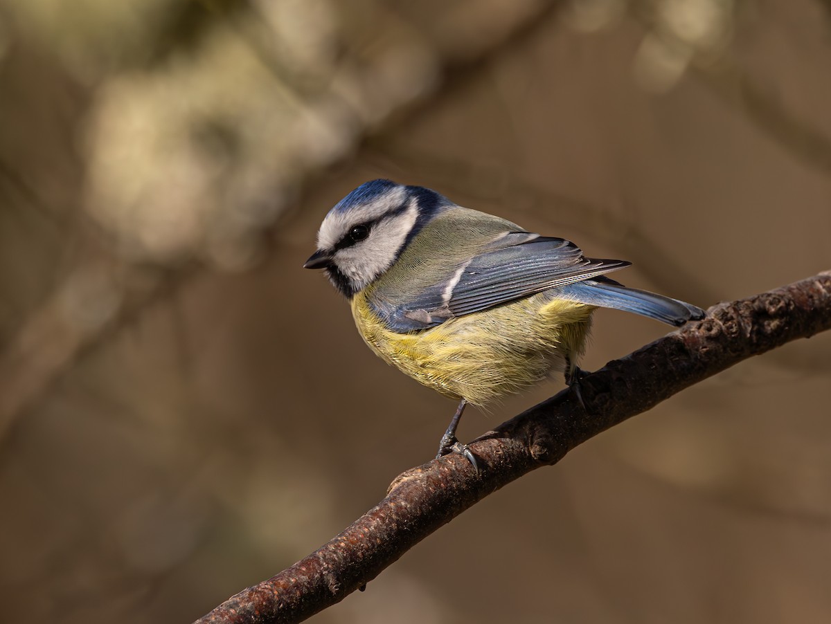 Eurasian Blue Tit - ML616620800