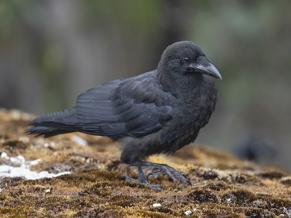 Corbeau de Tasmanie - ML616620810