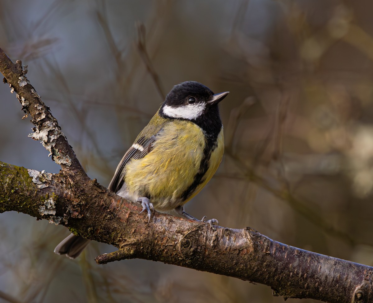 Mésange charbonnière - ML616620825