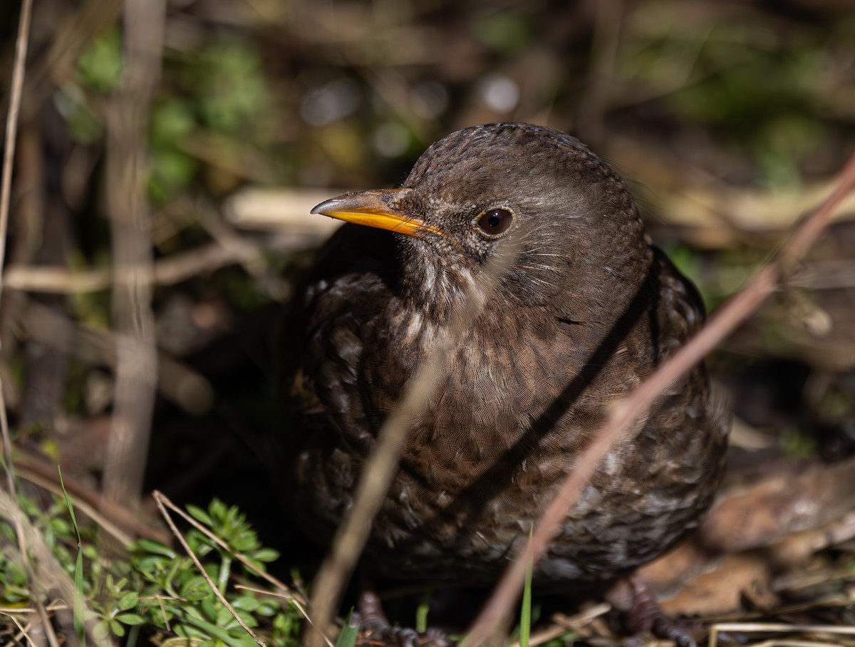 Eurasian Blackbird - Anne Carrington-Cotton