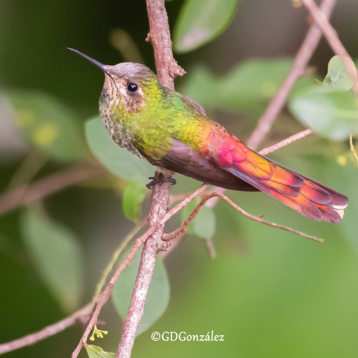 Red-tailed Comet - GUSTAVO DANIEL GONZÁLEZ