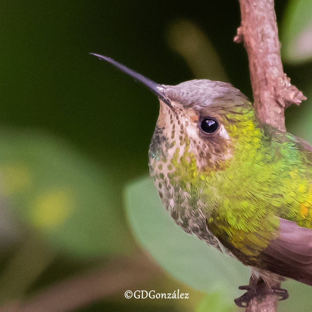 Colibrí Cometa - ML616620862