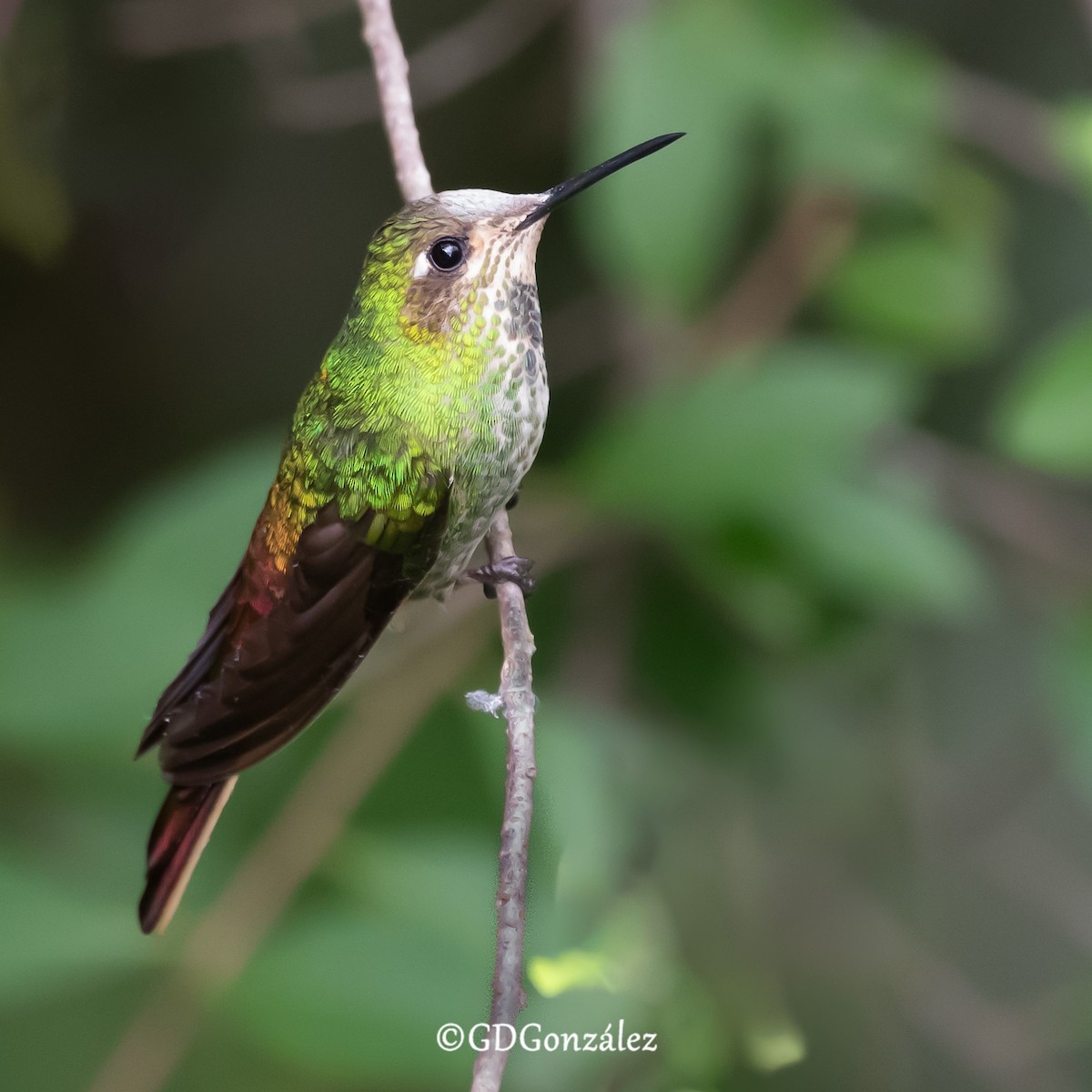 Colibrí Cometa - ML616620866