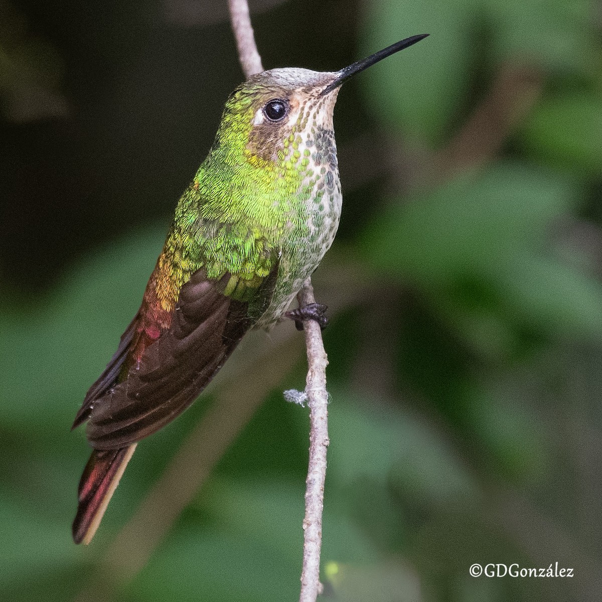 Red-tailed Comet - ML616620871