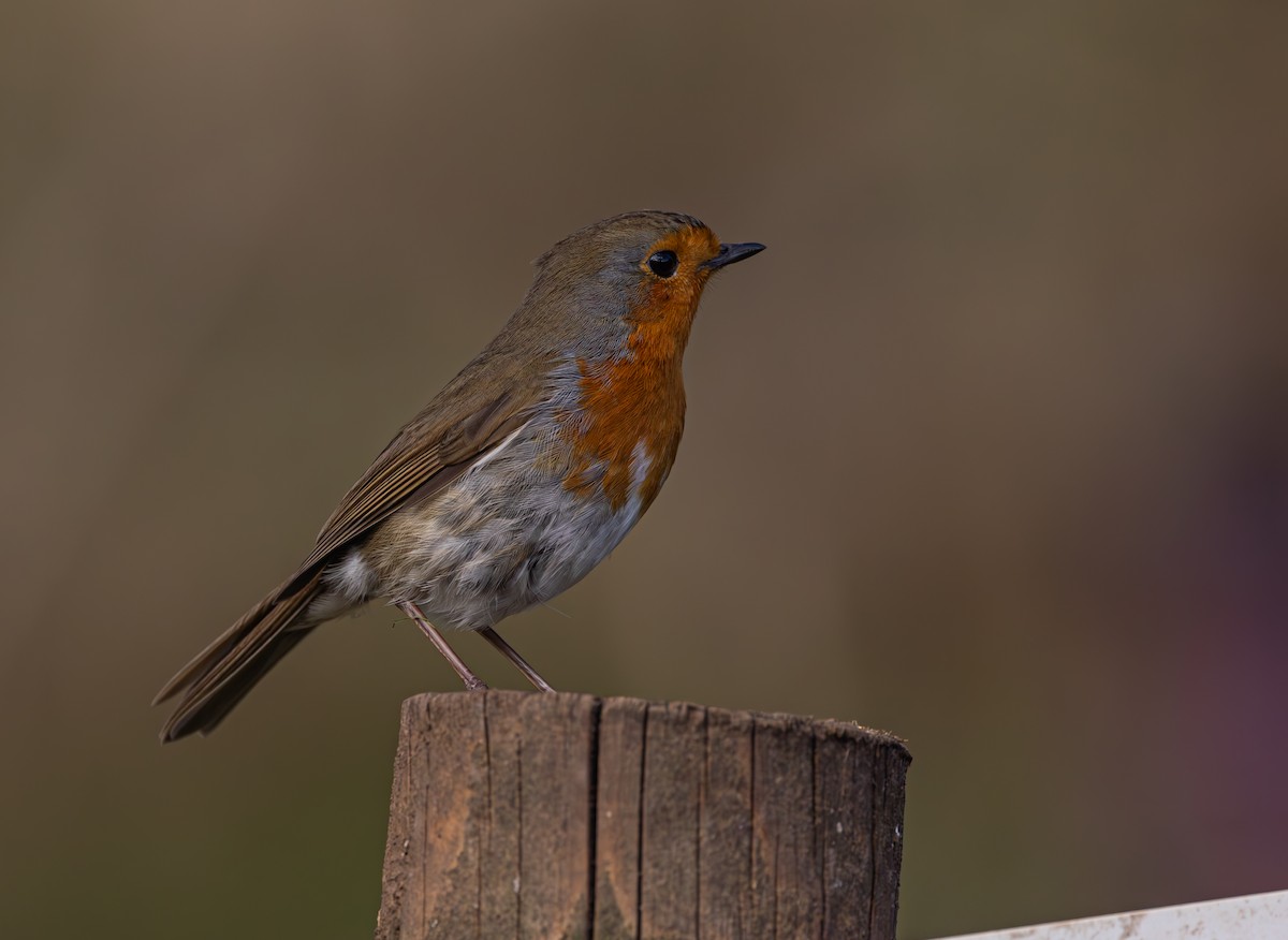 European Robin - ML616620875