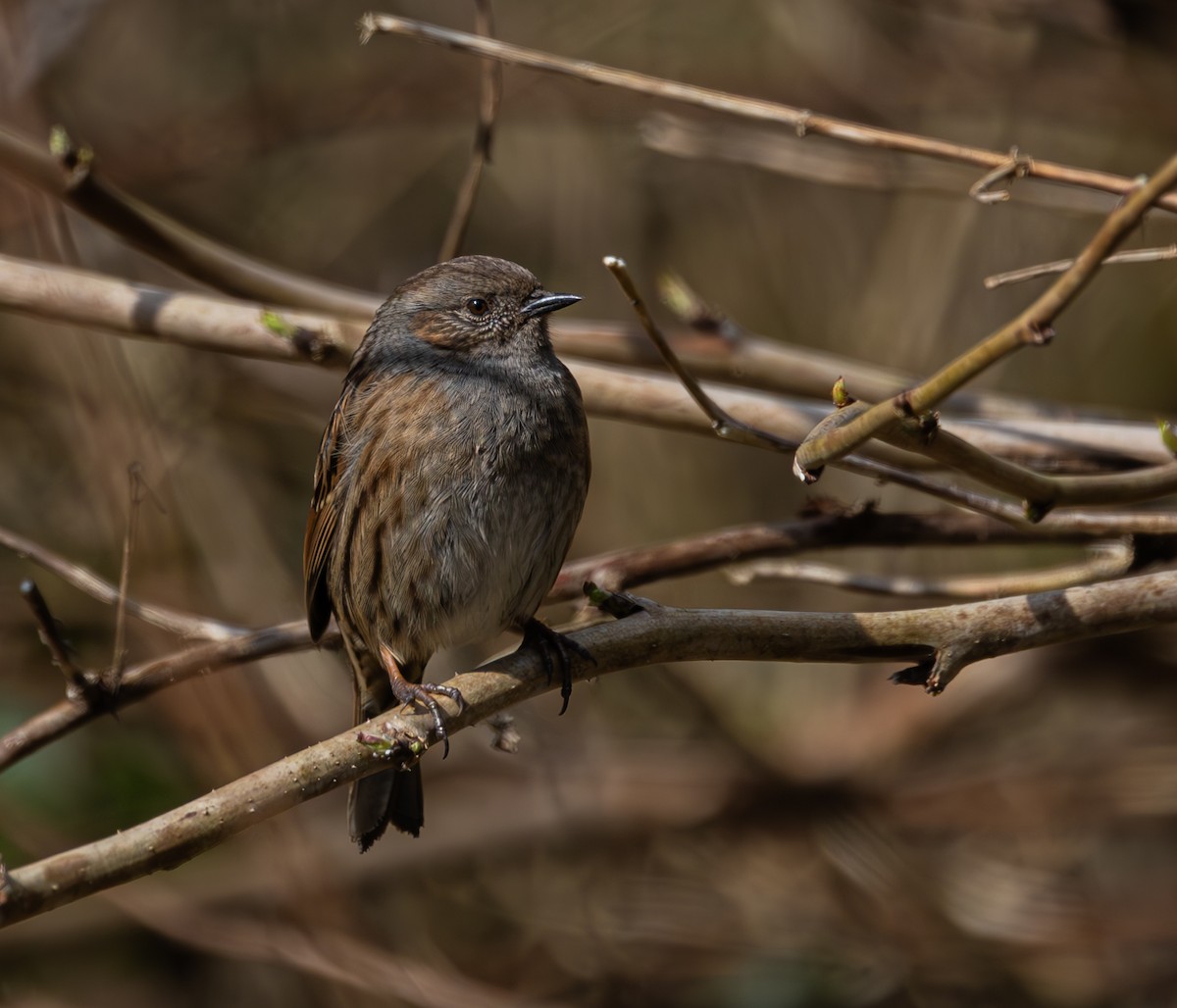 Dunnock - ML616620879