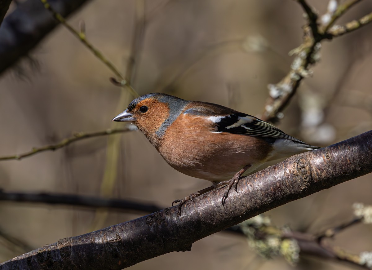 Common Chaffinch - Anne Carrington-Cotton