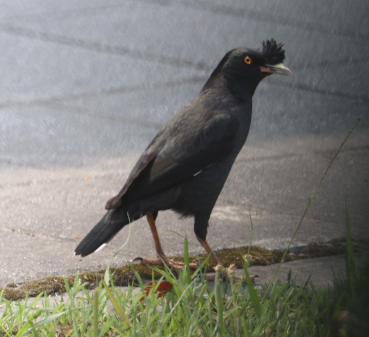 Crested Myna - ML616620914