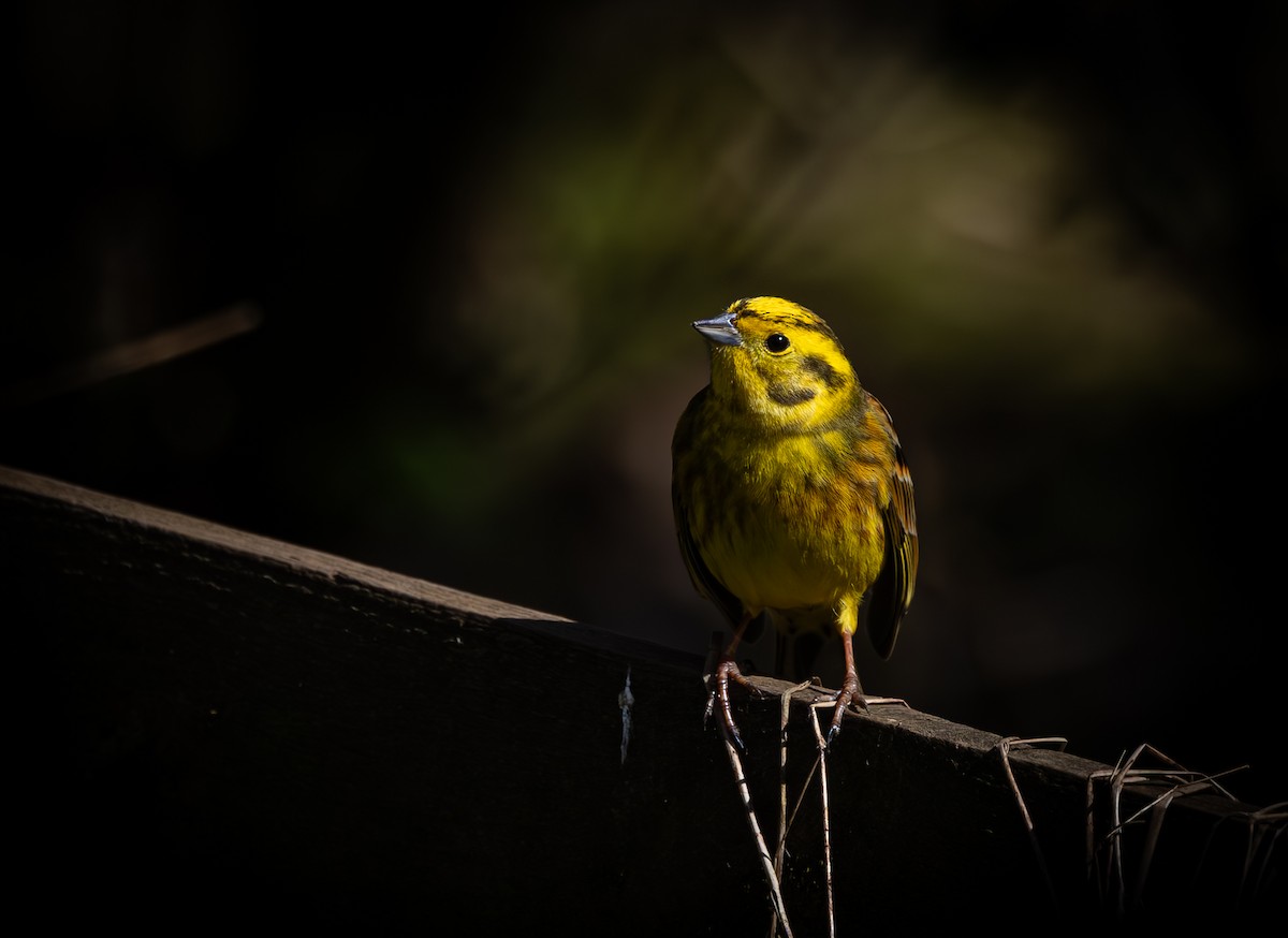 Yellowhammer - ML616620923