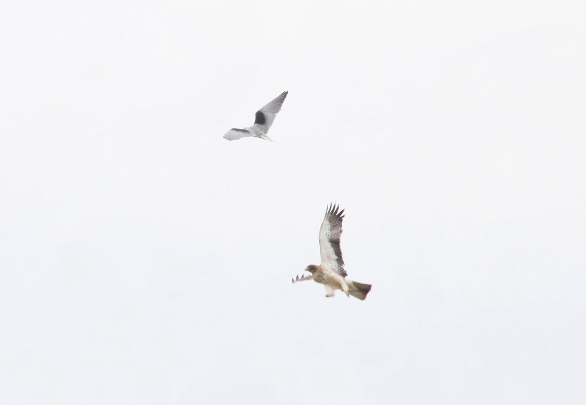 Black-winged Kite - ML616620925