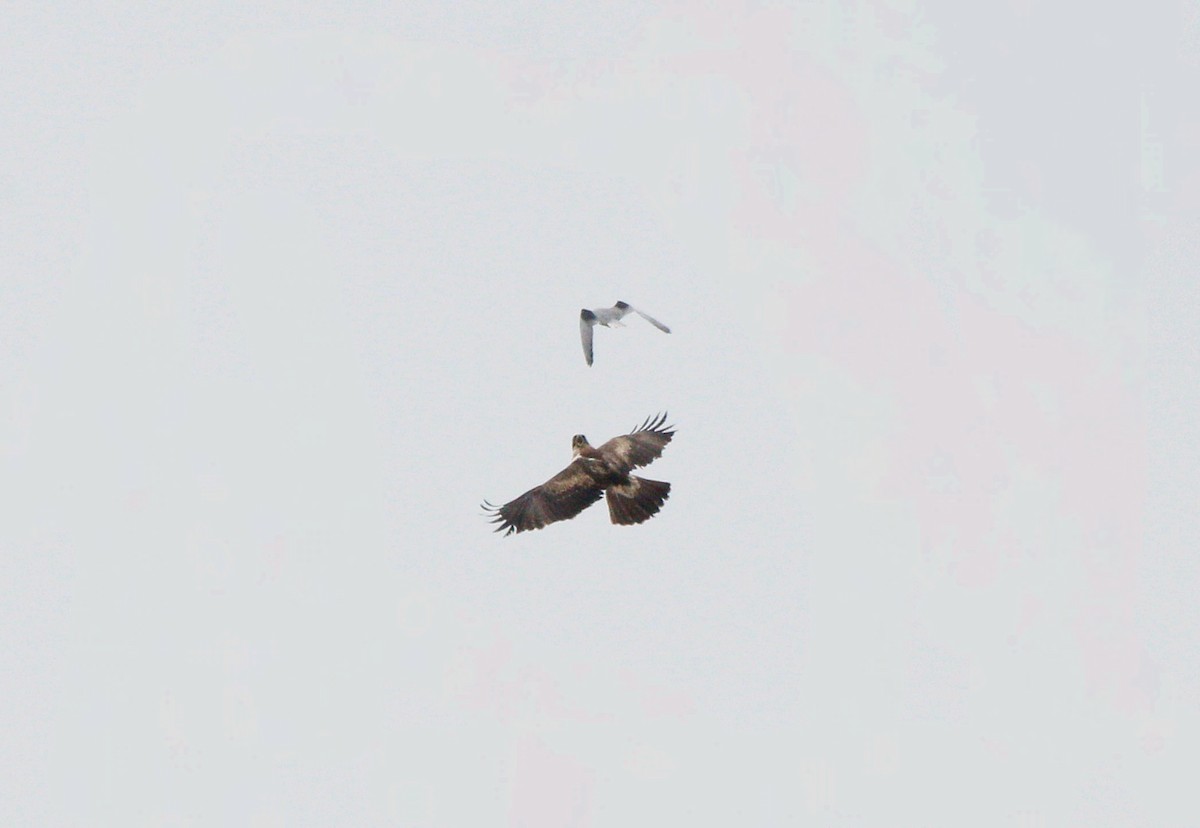 Black-winged Kite - ML616620926