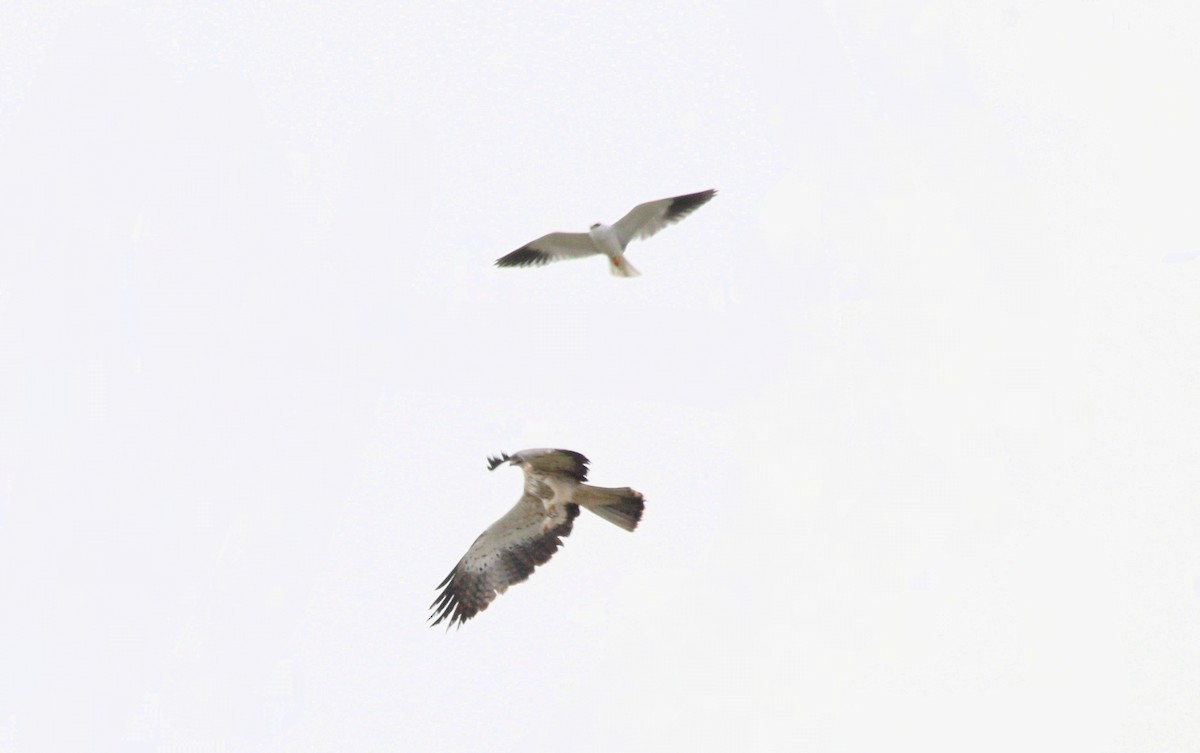 Black-winged Kite - ML616620927