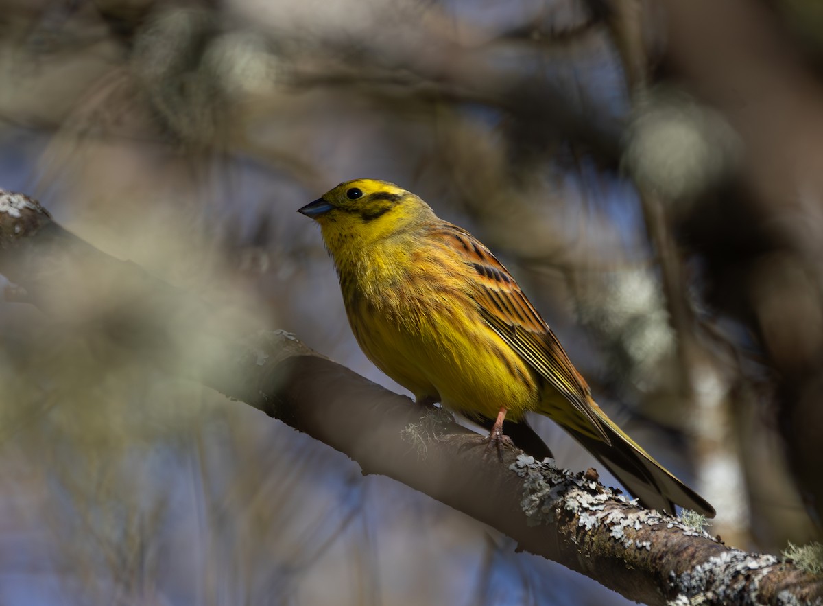 Yellowhammer - ML616620937