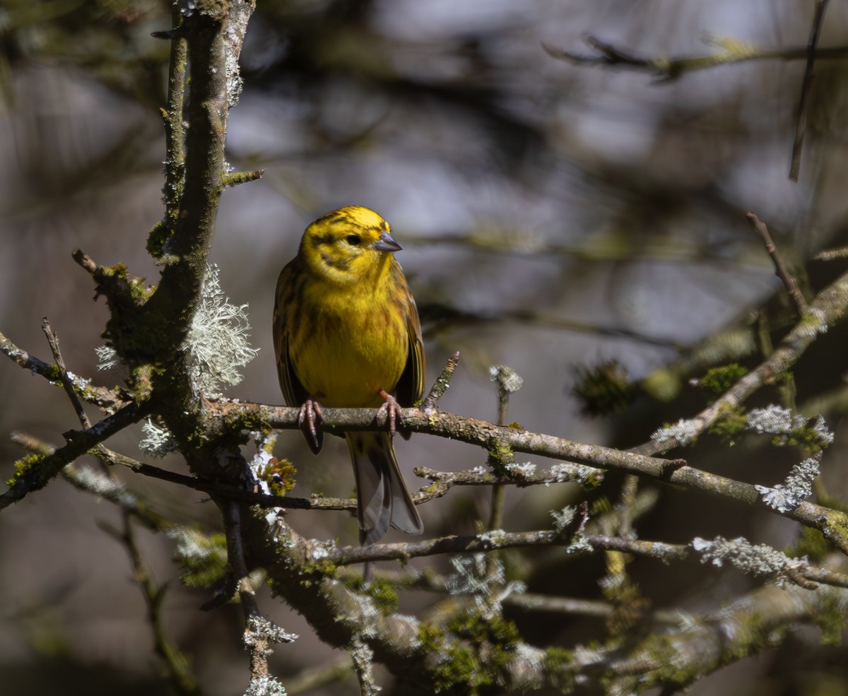 Yellowhammer - Anne Carrington-Cotton