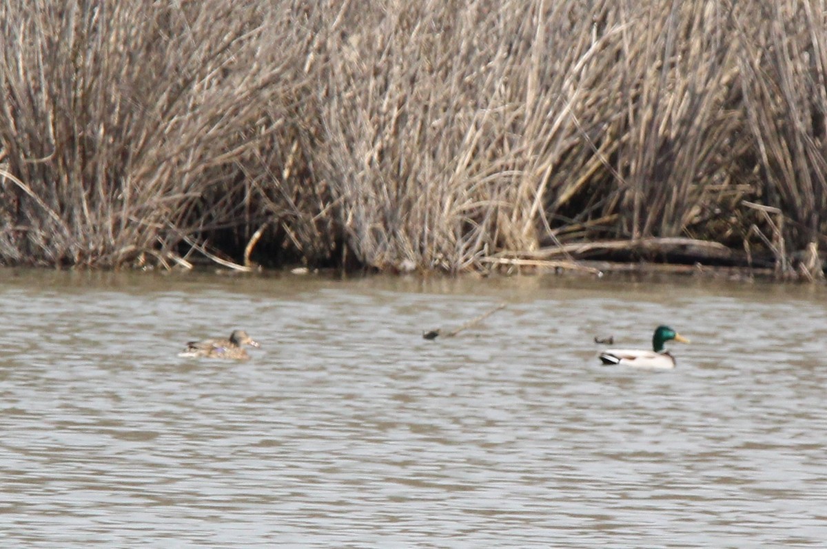 Canard colvert - ML616620946