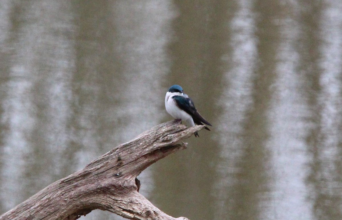 Golondrina Bicolor - ML616620961