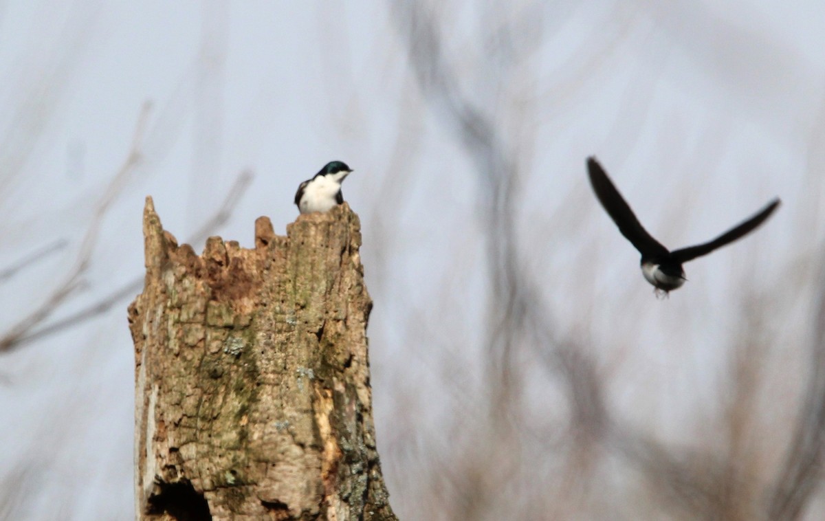 Tree Swallow - ML616620962