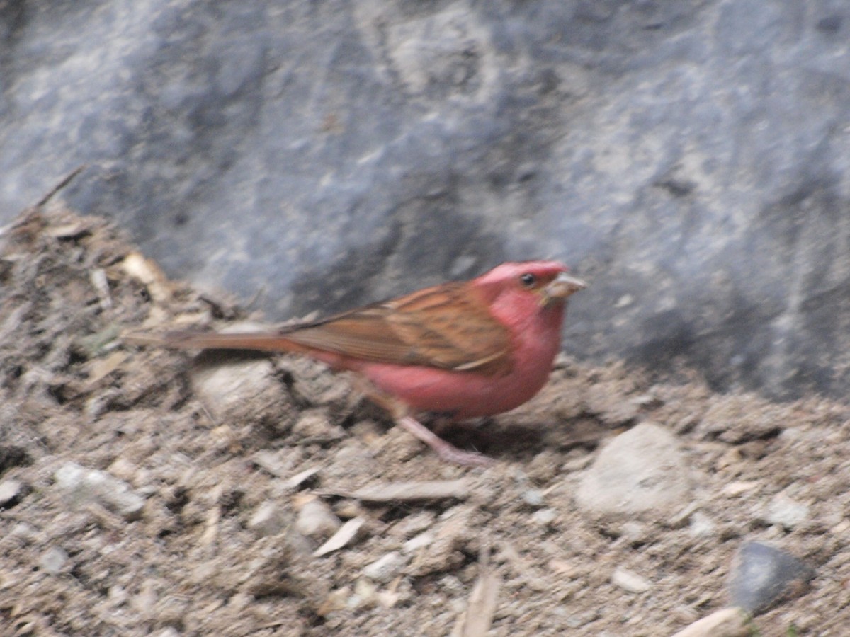 Pink-browed Rosefinch - ML616620970