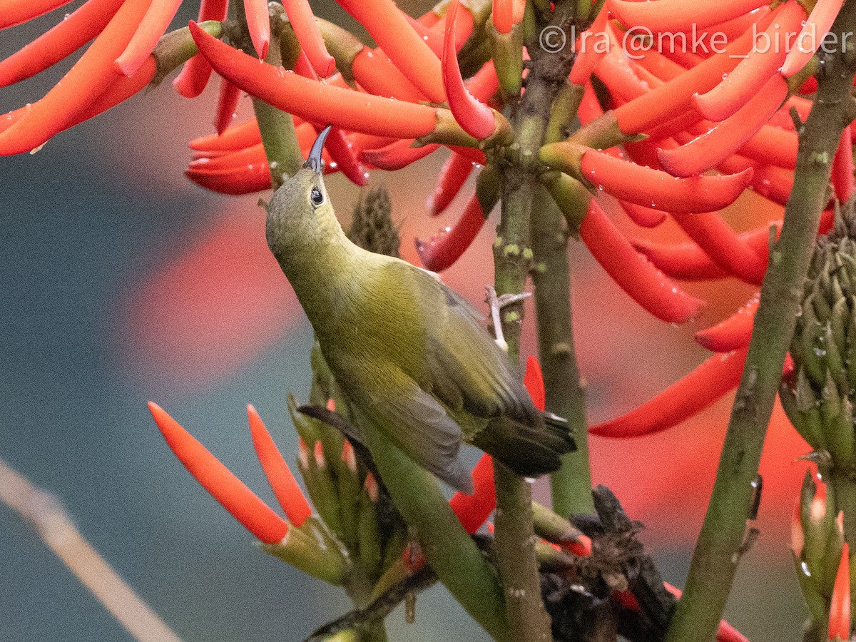 Fork-tailed Sunbird (Fork-tailed) - ML616620980