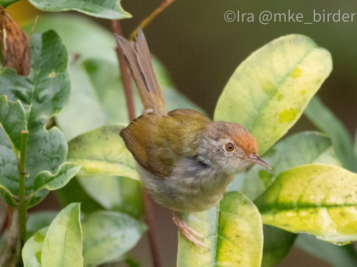 Common Tailorbird - ML616621003