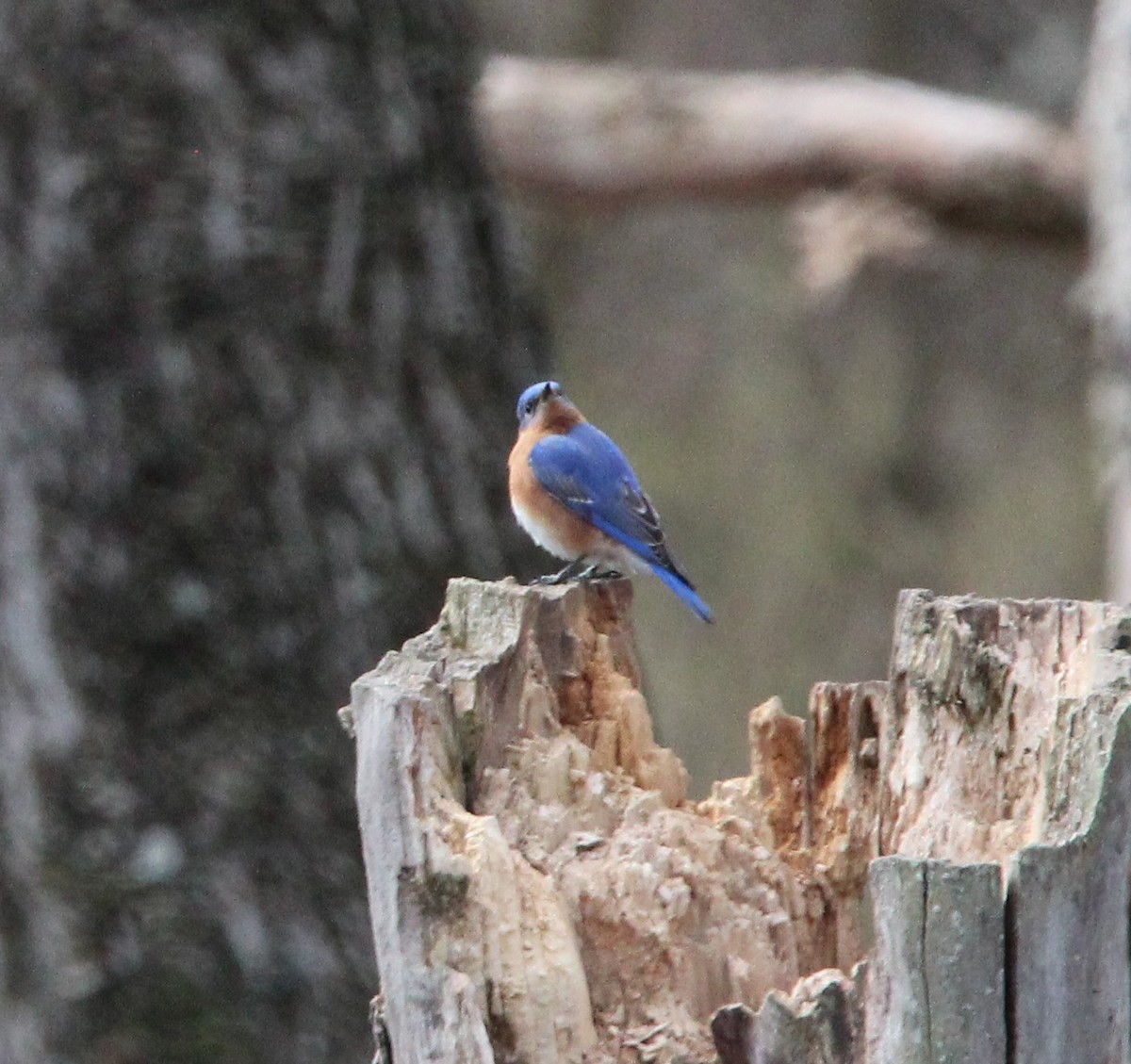 Eastern Bluebird - ML616621008