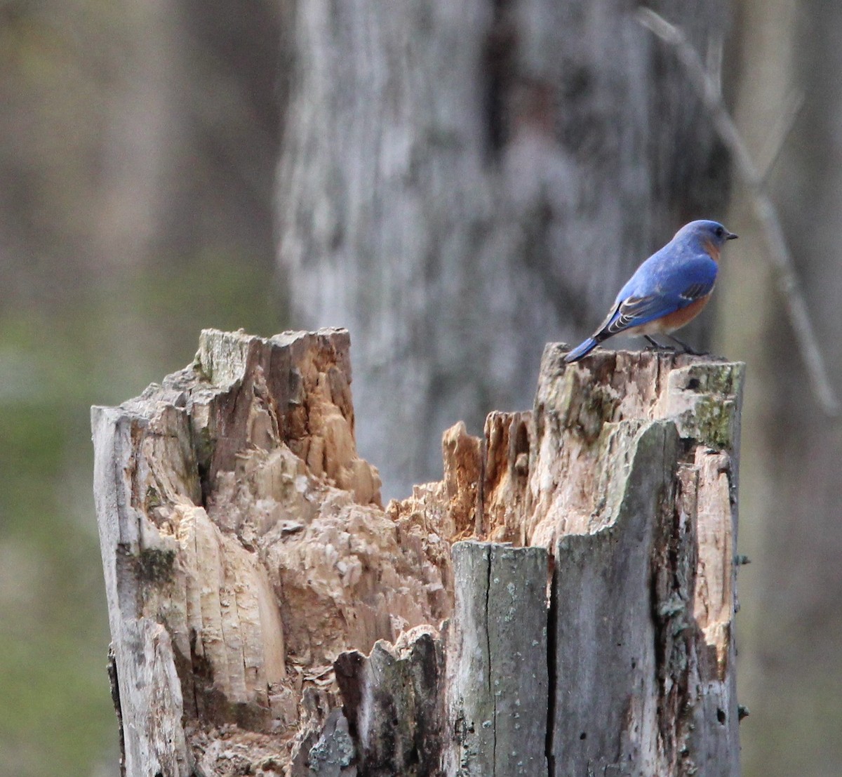 Eastern Bluebird - ML616621009