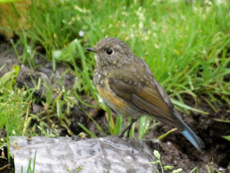 Himalayan Bluetail - ML616621031