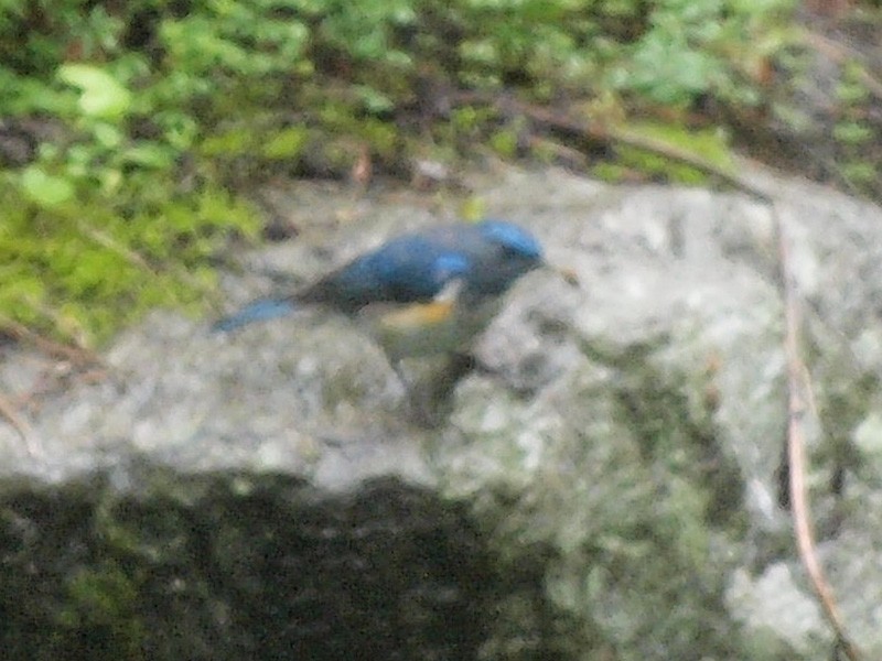 Himalayan Bluetail - ML616621032