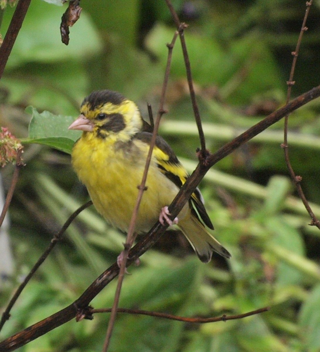 Yellow-breasted Greenfinch - ML616621050