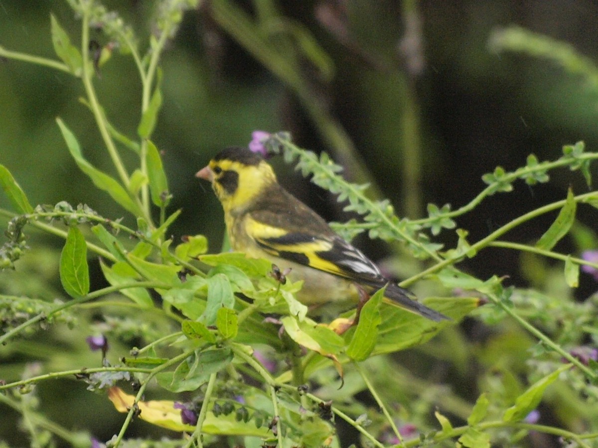 Yellow-breasted Greenfinch - ML616621051