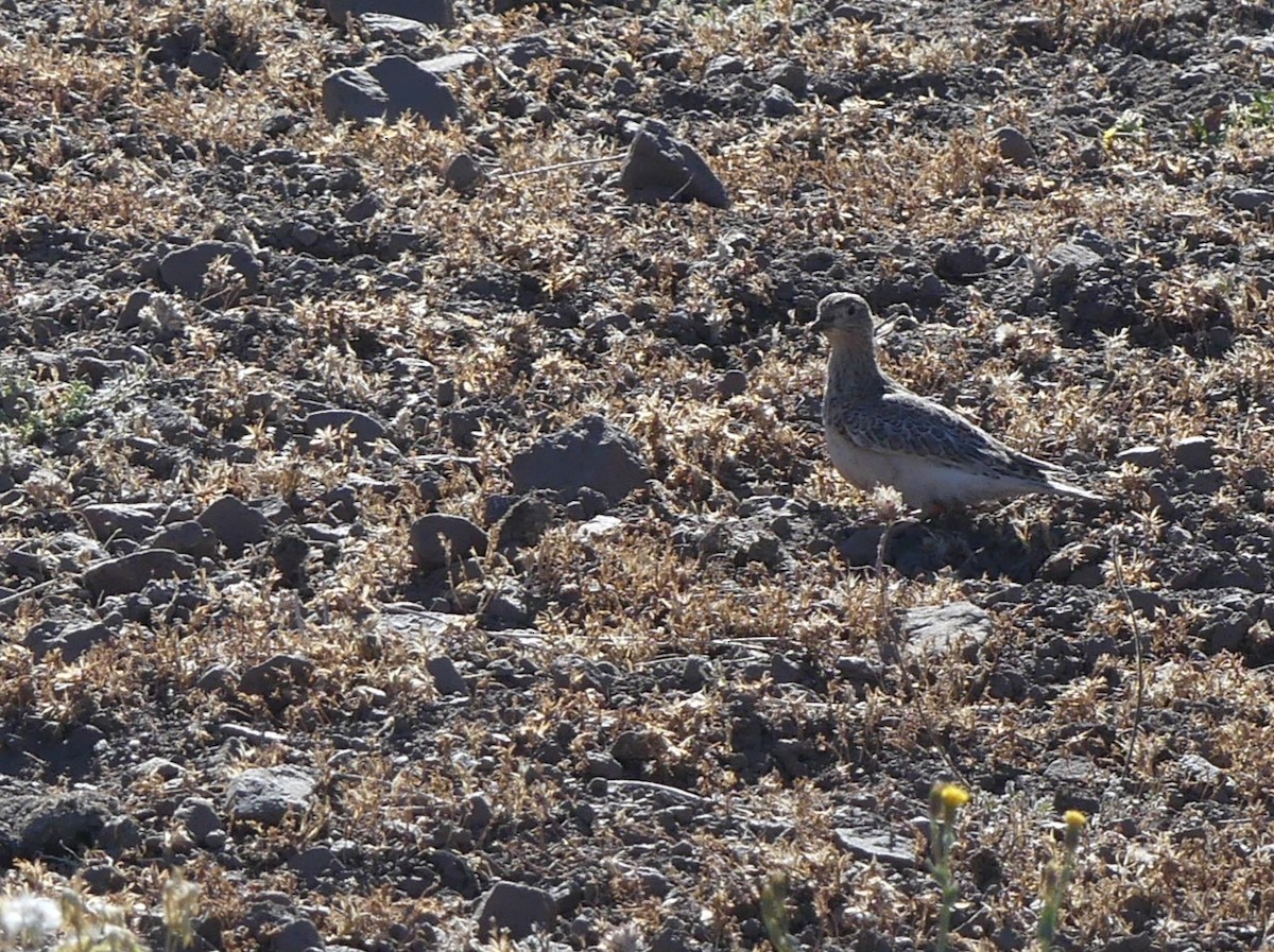 Gray-breasted Seedsnipe - ML616621132