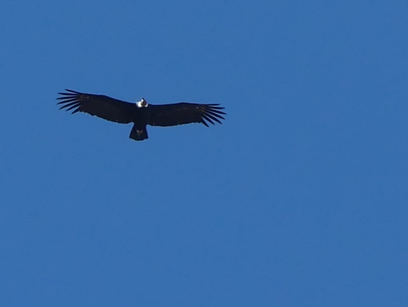 Andean Condor - joaquin vial