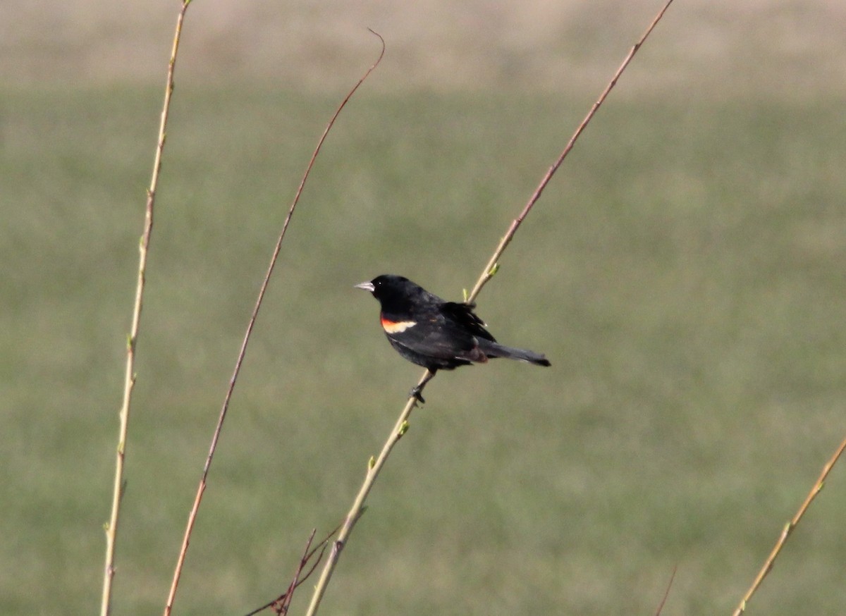 Red-winged Blackbird - Cristopher McFall