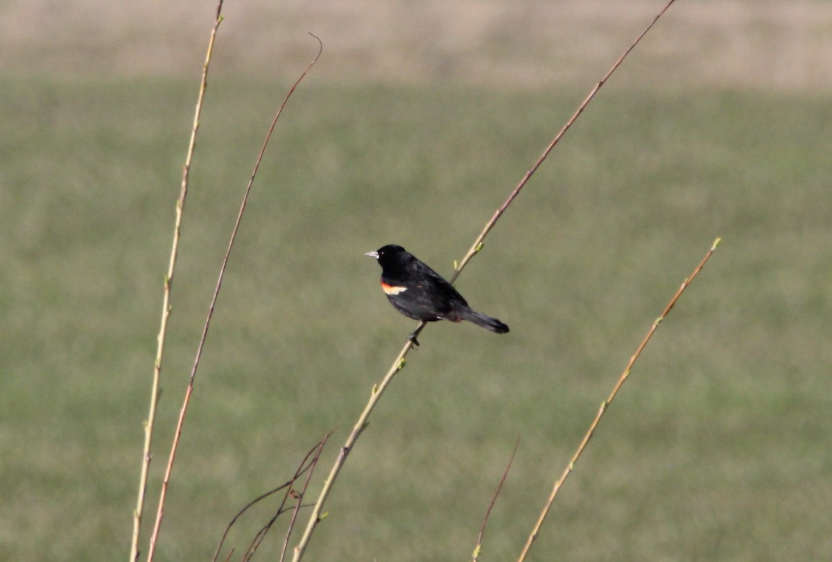 Red-winged Blackbird - Cristopher McFall