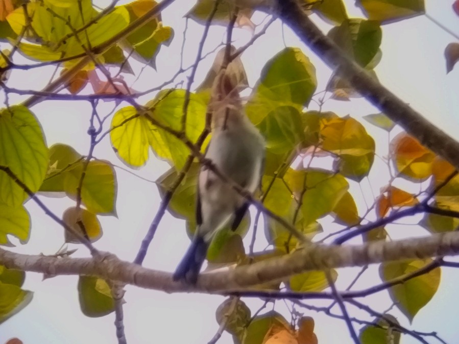 Yuhina de Bornéo - ML616621170