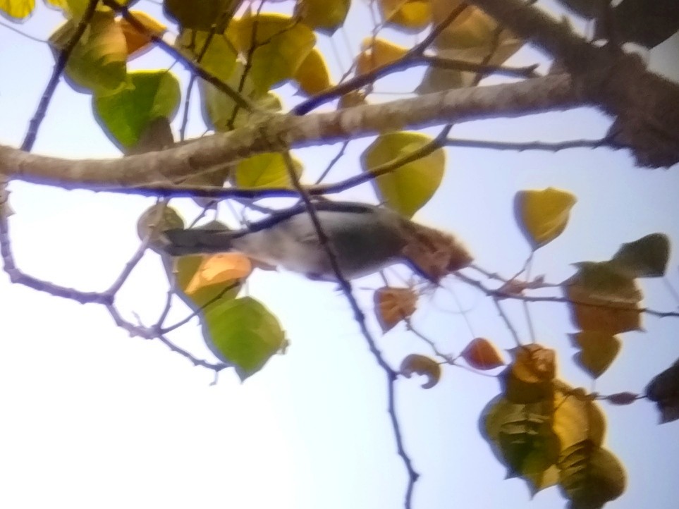 Chestnut-crested Yuhina - ML616621176