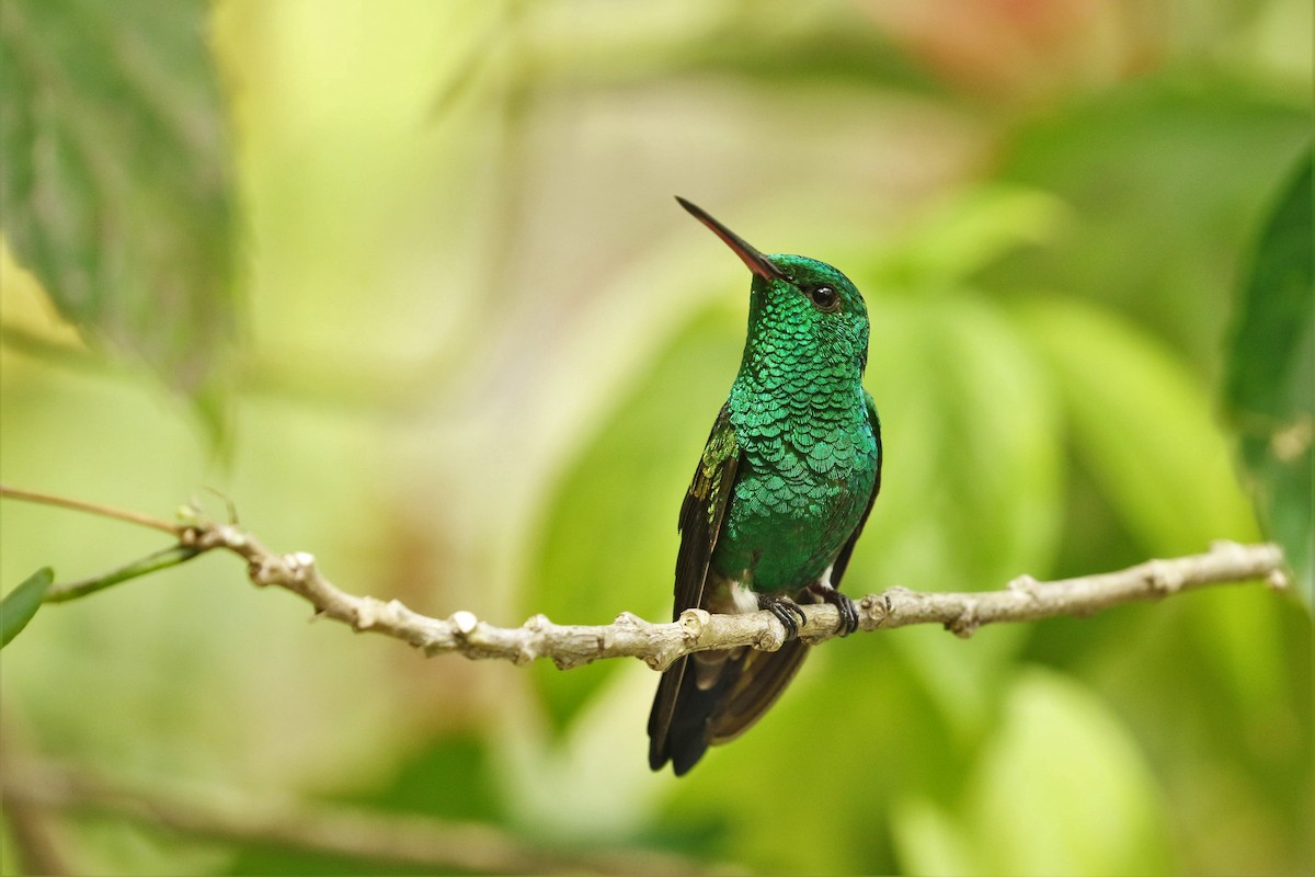 kolibřík měděnořitý - ML616621180